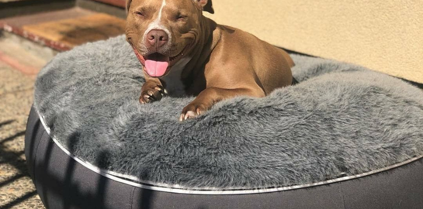 dog lying on an ambient lounge luxury original dog bed